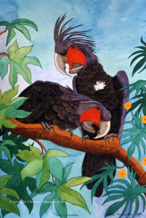 Palm Cockatoos